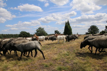 Große Heidschnuckenherde in der blühenden Lüneburger Heide