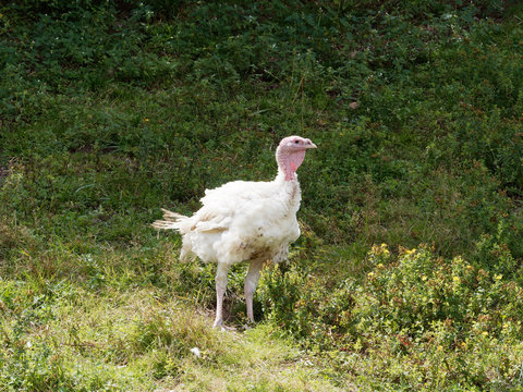 Dindon blanc (Meleagris)