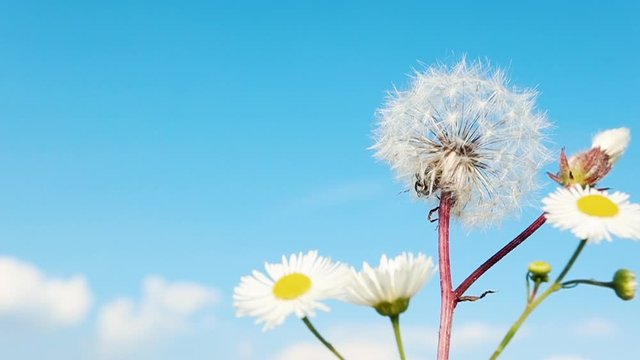 Wind blow dandelion on blue sky background, close-up