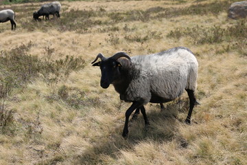 Große Heidschnuckenherde in der blühenden Lüneburger Heide