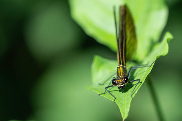 Libelulle et Agrion.