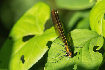 Libelulle et Agrion.