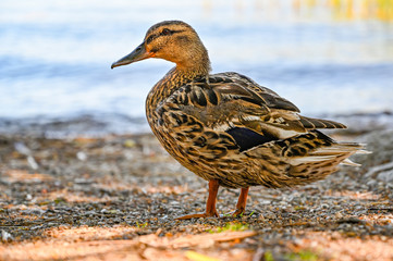 female duck walking on a beach near lake