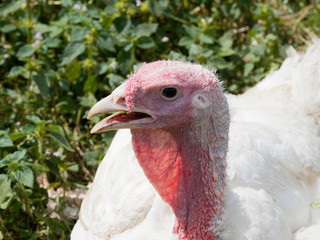 Gros plan sur tête de dindon blanc (Meleagris)
