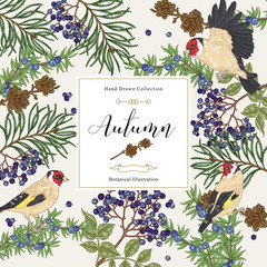 Autumn background with birds and tree branches. Pine, elderberry, juniper branches and finches. Hand drawn vector illustration. Colorful vintage engraving.