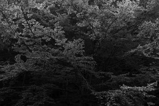 Tree Light