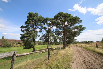 Fototapeta na wymiar Reet gedeckter Schafstall mitten in der Lüneburger Heide