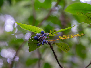 Kalinzu Forest natural habitat, Uganda