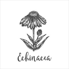 Echinacea purpurea plant. Hand drawn sketch of wild flowers. Vector illustration of herbs. Design for labels and packaging. Engraved botanical drawing Vintage herbal engraving.