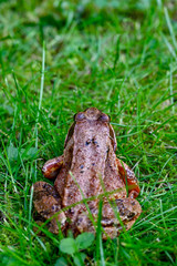 macro photo of a frog in green grass