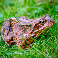 macro photo of a frog in green grass