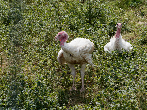 Dinde et dindon blanc (Meleagris)