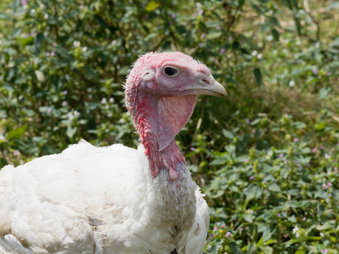 Gros plan sur t&ecirc;te de dindon blanc (Meleagris)