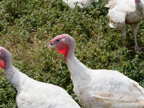 Dindon blanc (Meleagris)