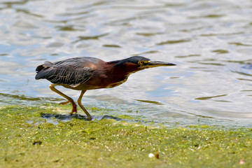 Fishing bird