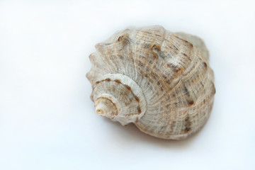 Seashell close-up on a white background