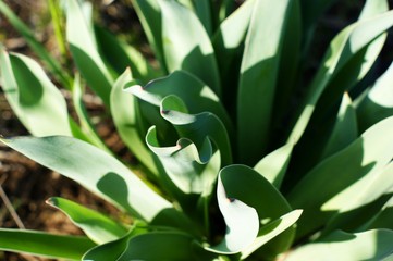 Close-up of a spring and young red tulip with leaves growing