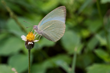 Wood white butterfly on Common daisy