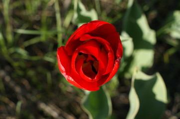 Red tulips flowers, spring flowers bloom, one flowers in the steppe