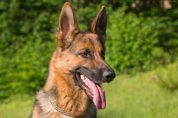 German Sheppard dog portrait .