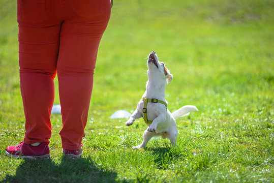 Cute little dog playing with fat woman master