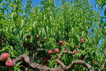 Harvesting peaches, peach on a peach tree background.