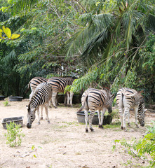 Fototapeta na wymiar Zebras standing and eating grass. Animal wildlife scene.