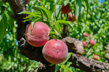 Harvesting peaches, peach on a peach tree background.