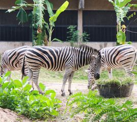 Fototapeta na wymiar Zebras standing and eating grass. Animal wildlife scene.