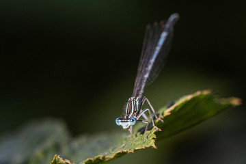 Libelulle et Agrion.