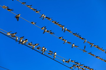 a large number of swifts sits on wires