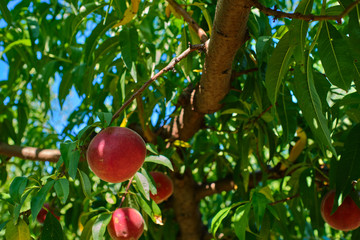 Harvesting peaches, peach on a peach tree background.