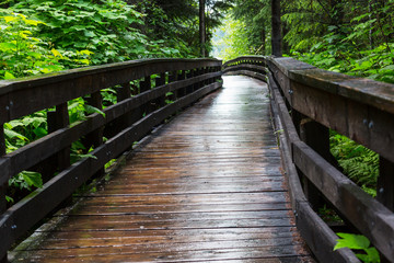 Boardwalk in the forest