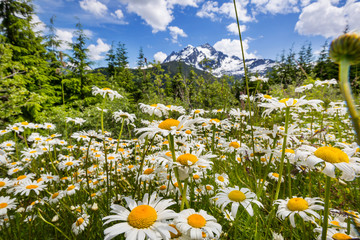 Chamomile meadow