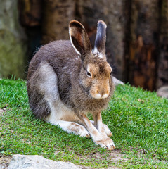 Mountain hare, Lepus timidus, also known as the white hare.