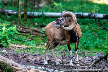 European mouflon, Ovis orientalis musimon. Wildlife animal.