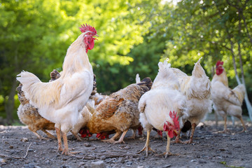  Beautiful white rooster in the company with chickens. The farmer yard with poultry. Fauna agriculture village.