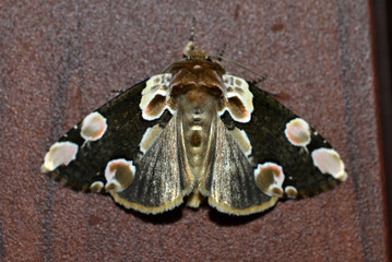 Moth 