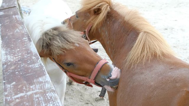 じゃれあう馬　牧場　家畜　ウマ　喧嘩