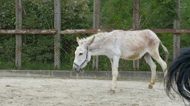 牧場の馬　ロバ　おしっこ　放尿