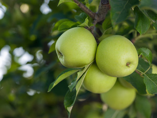 Green apples ( Golden Delicious ) with apple tree