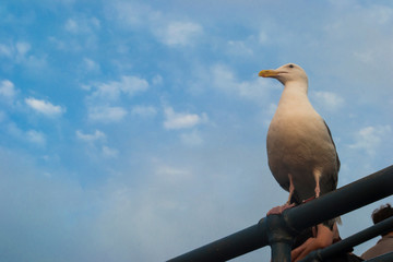 Bird on the Pier
