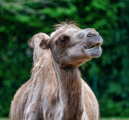 Fototapeta premium Bactrian camel, Camelus bactrianus in a german zoo