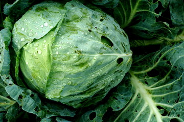 Fototapeta premium Fresh green cabbage vegetable growing in ecological farms 