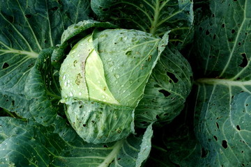 Fototapeta premium Fresh green cabbage vegetable growing in ecological farms 