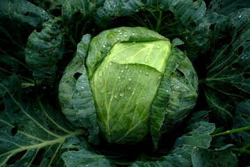 Obraz premium Fresh green cabbage vegetable growing in ecological farms 