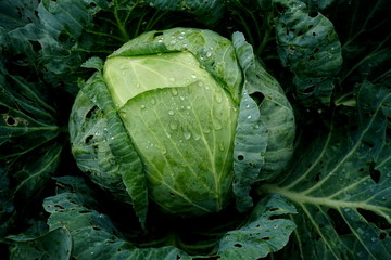 Fototapeta premium Fresh green cabbage vegetable growing in ecological farms 