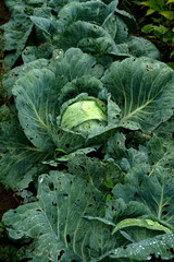 Fresh green cabbage vegetable growing in ecological farms  