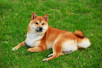 The dog breed Shiba inu