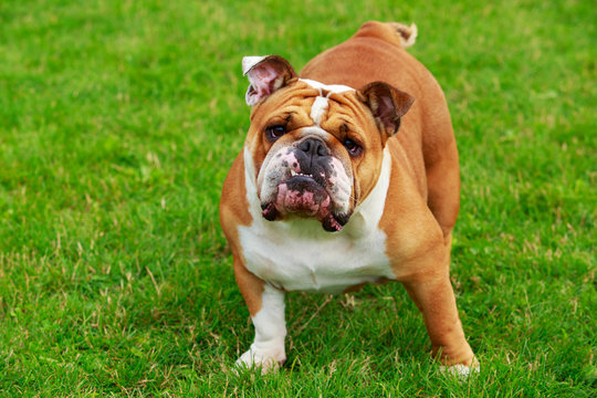 Dog breed English Bulldog